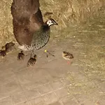 Steigmatt Bauernhof- Erlebnis Farm stay