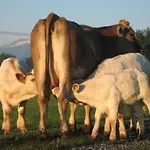Steigmatt Bauernhof- Erlebnis Farm stay Montlingen