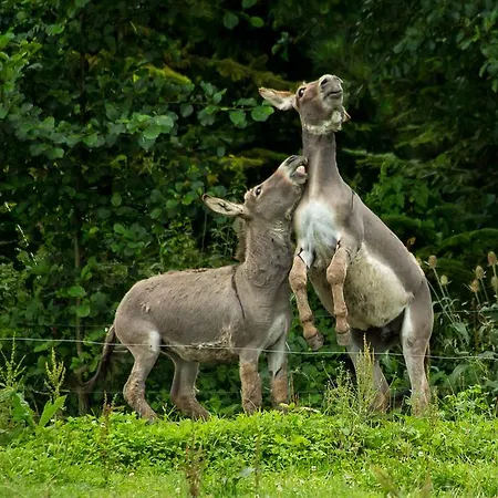Steigmatt Bauernhof- Erlebnis Vakantieboerderij