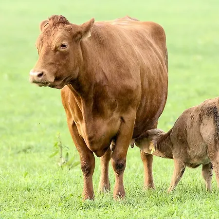 Steigmatt Bauernhof- Erlebnis Vakantieboerderij Montlingen