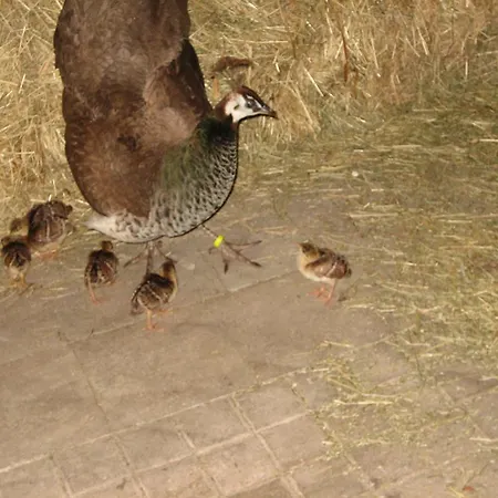 Steigmatt Bauernhof- Erlebnis Farm stay