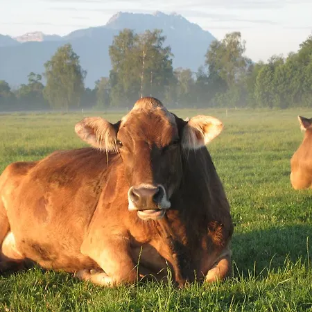 Farm stay Steigmatt Bauernhof- Erlebnis *