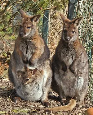Steigmatt Bauernhof- Erlebnis Vakantieboerderij *