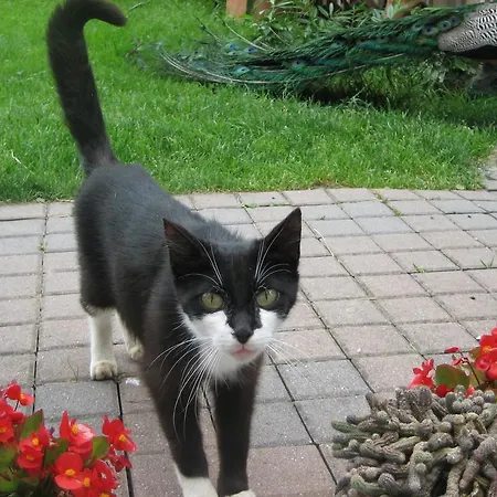 Bauernhof Steigmatt Bauernhof- Erlebnis Montlingen