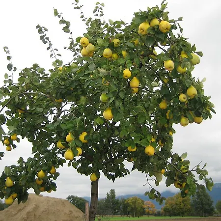 Steigmatt Bauernhof- Erlebnis * Montlingen