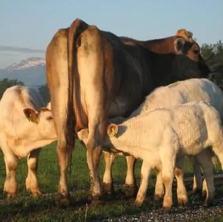 Steigmatt Bauernhof- Erlebnis Vakantieboerderij Montlingen