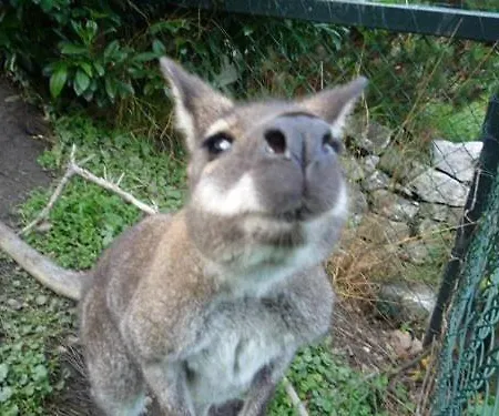 Steigmatt Bauernhof- Erlebnis *