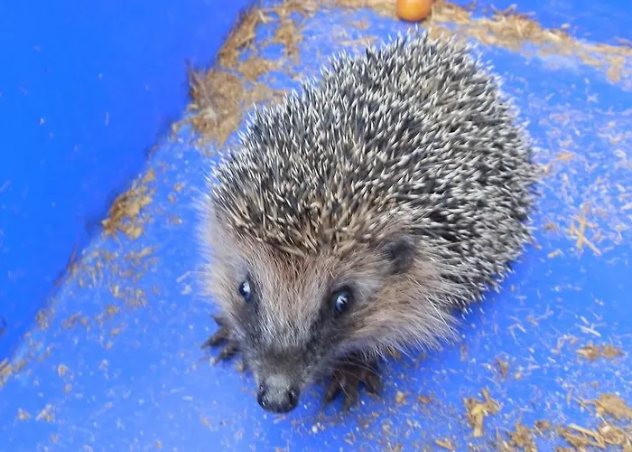 Steigmatt Bauernhof- Erlebnis Montlingen