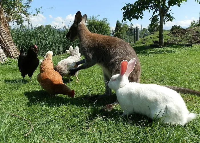 Farm stay Steigmatt Bauernhof- Erlebnis