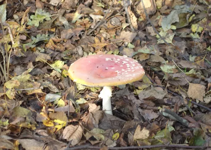 Steigmatt Bauernhof- Erlebnis Gospodarstwo agroturystyczne Montlingen