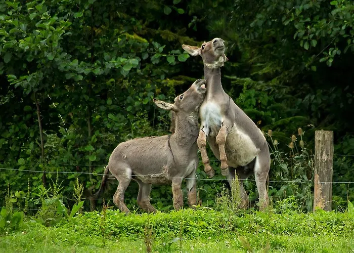 Steigmatt Bauernhof- Erlebnis Alojamento de Turismo Rural