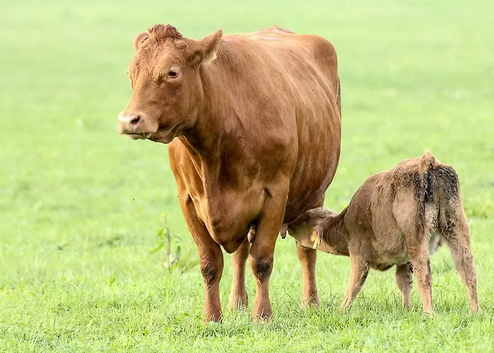 Steigmatt Bauernhof- Erlebnis Gospodarstwo agroturystyczne Montlingen