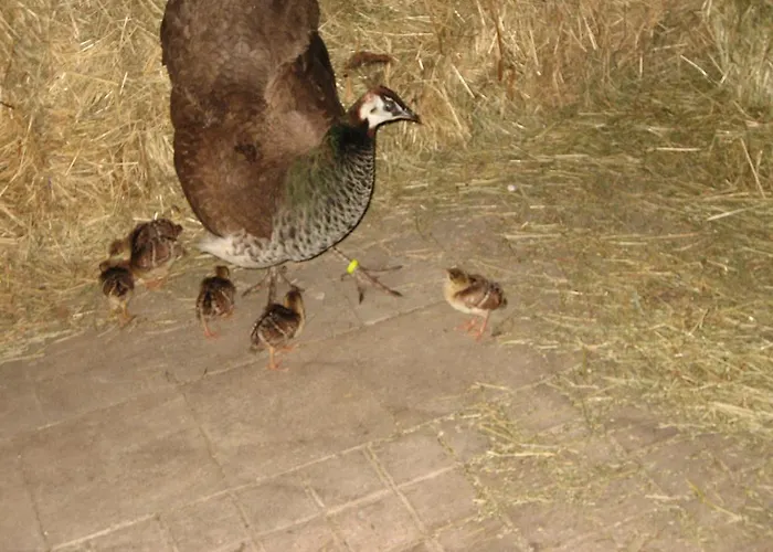 Steigmatt Bauernhof- Erlebnis Gospodarstwo agroturystyczne