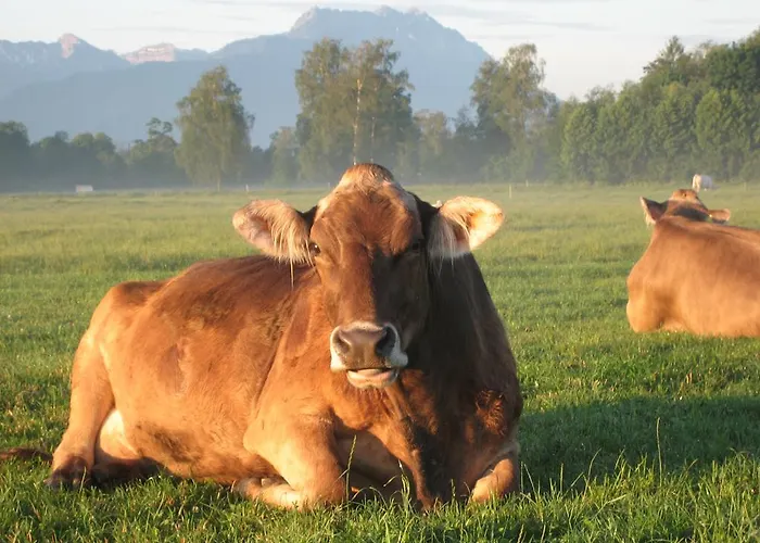 Gospodarstwo agroturystyczne Steigmatt Bauernhof- Erlebnis *