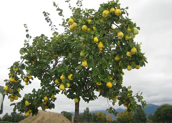 Steigmatt Bauernhof- Erlebnis * Montlingen