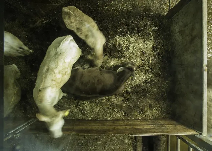 Steigmatt Bauernhof- Erlebnis Montlingen