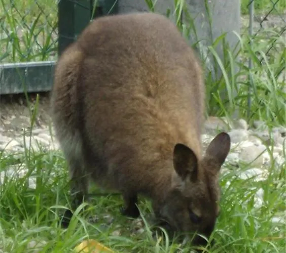 Steigmatt Bauernhof- Erlebnis Farm stay *