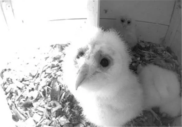 Gospodarstwo agroturystyczne Steigmatt Bauernhof- Erlebnis Montlingen