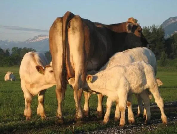 Steigmatt Bauernhof- Erlebnis Gospodarstwo agroturystyczne Montlingen
