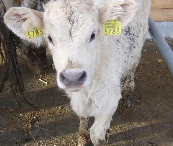 Steigmatt Bauernhof- Erlebnis