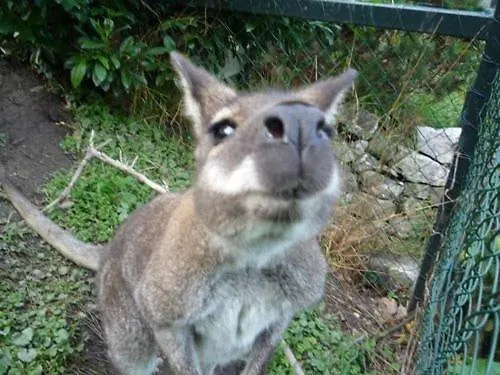 Steigmatt Bauernhof- Erlebnis *