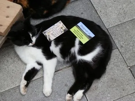 Steigmatt Bauernhof- Erlebnis Montlingen