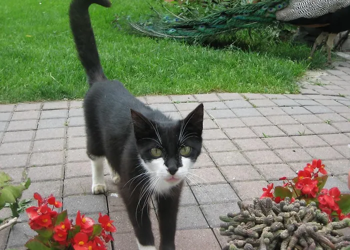 ファームステイ Steigmatt Bauernhof- Erlebnis Montlingen